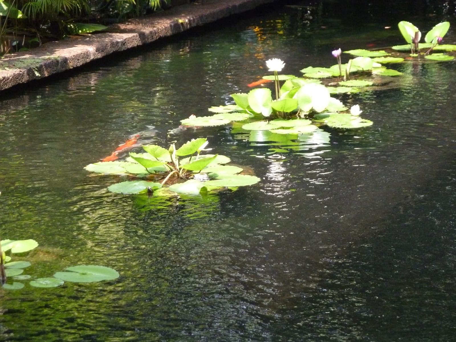 Water garden at Jim Thompson House in Bangkok