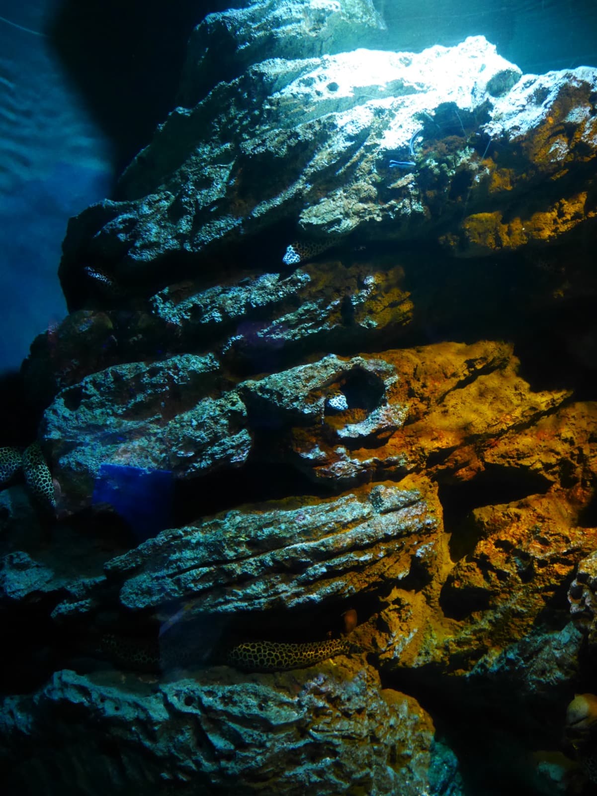Marine life exhibit at SEA LIFE Bangkok Ocean World