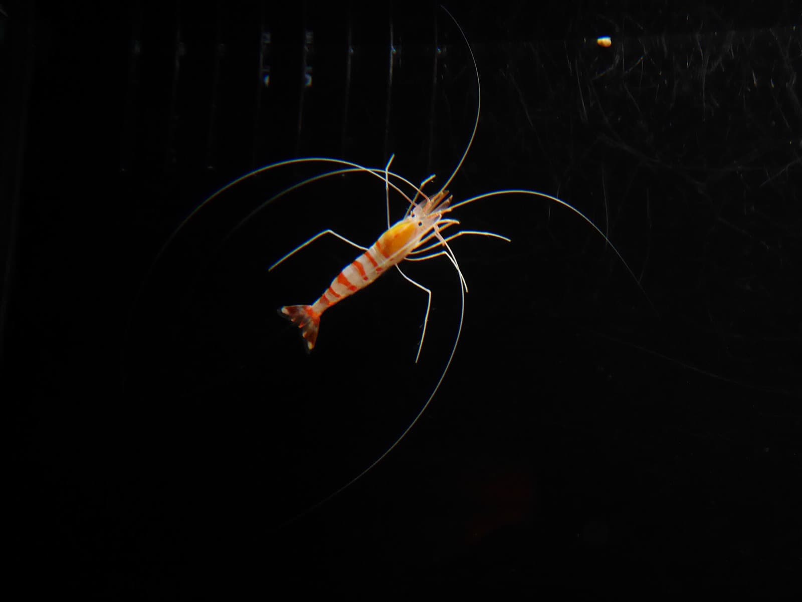 SEA LIFE Bangkok Ocean World aquarium exhibit